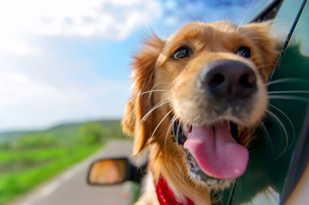 10 Essentials to Ensure a Comfortable Trip with Pets