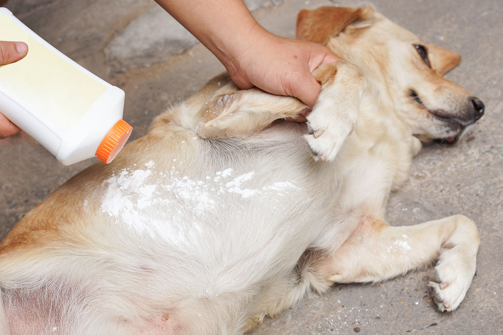 6 Products to Fight Flea and Tick Infestations in Pets