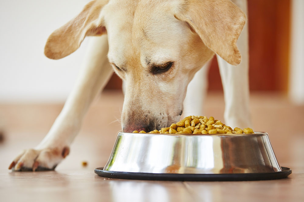 6 Ways to Treat Dog Food Allergies