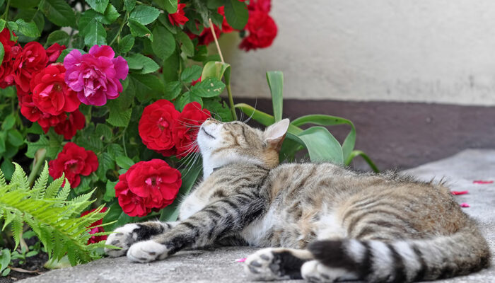 8 Toxic Plants for Cats