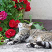 8 Toxic Plants for Cats