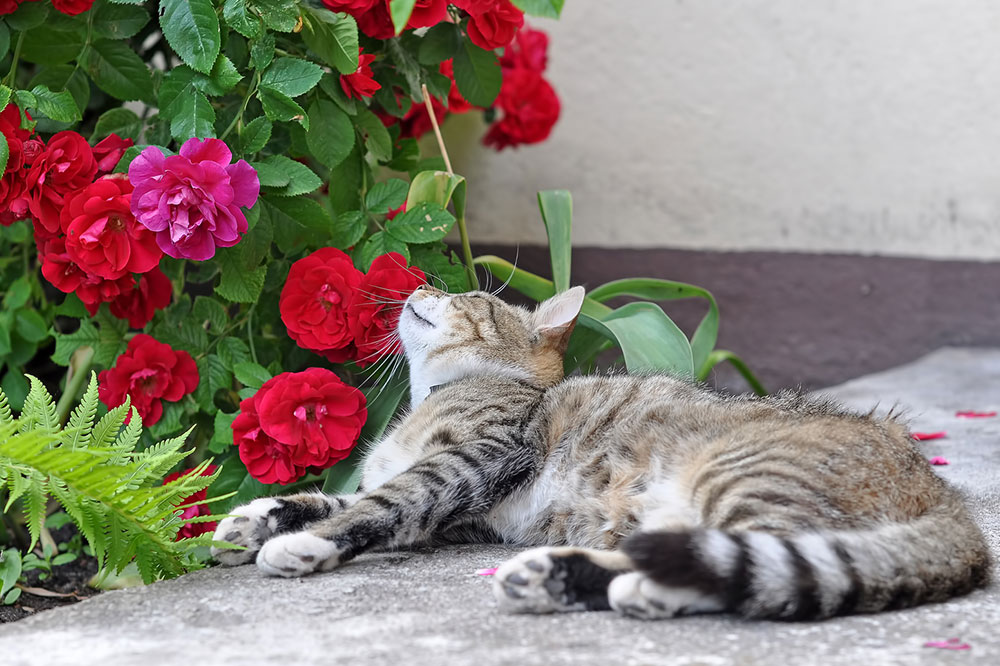 8 Toxic Plants for Cats